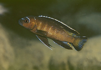 Chindongo sp. 'elongatus mbenji brown' Mbenji Island